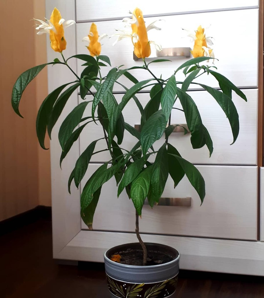 Пахистахис цветок комнатный