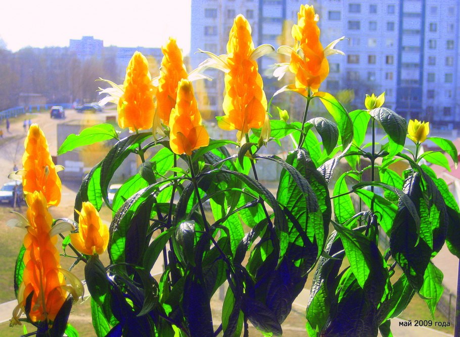 Цветок Пахистахис красный