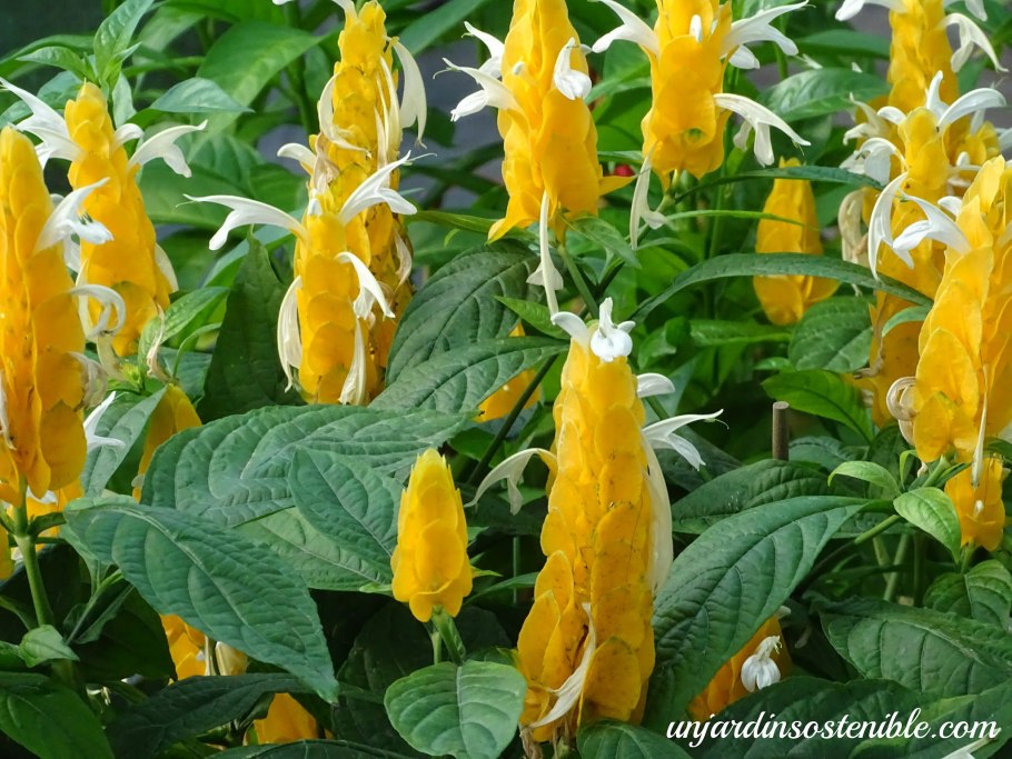 Пахистахис кубинский