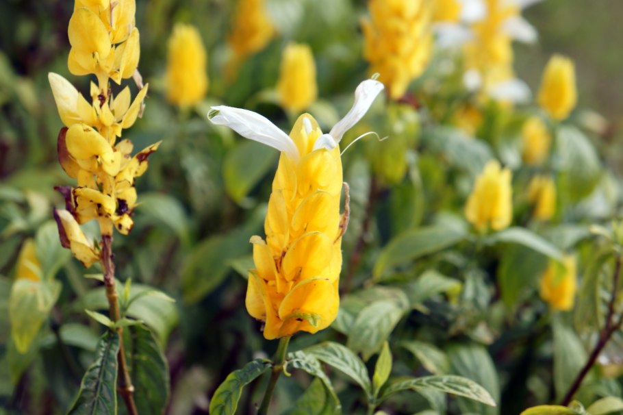 Пахистахис lutea