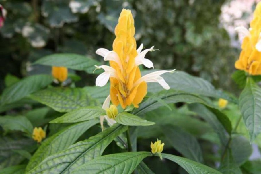 Pachystachys lutea