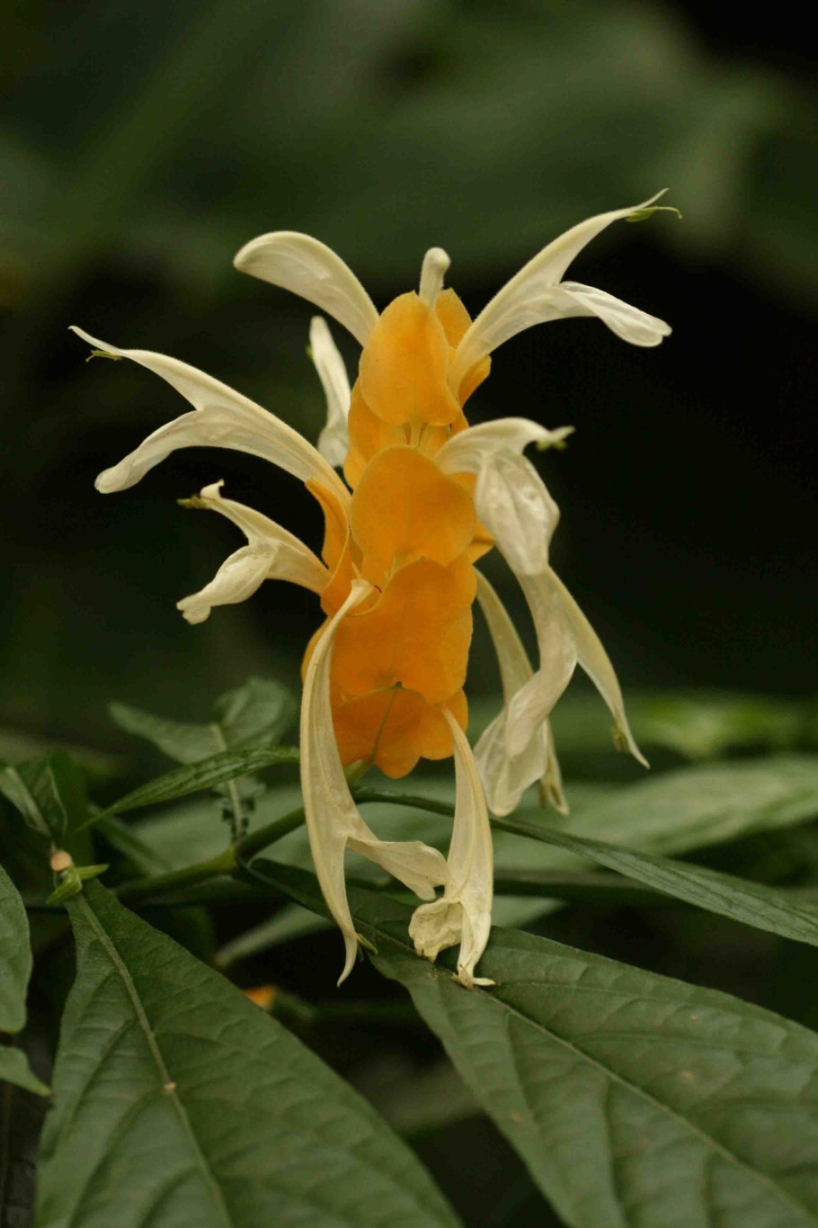 Антуриум Кротон Пахистахис