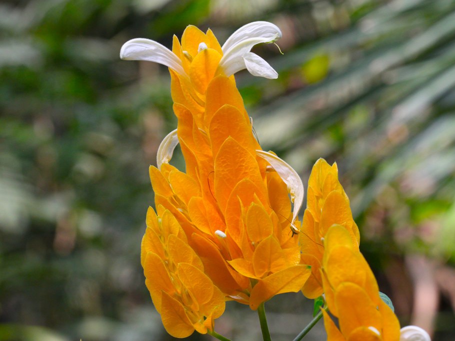 Пахистахис жёлтый