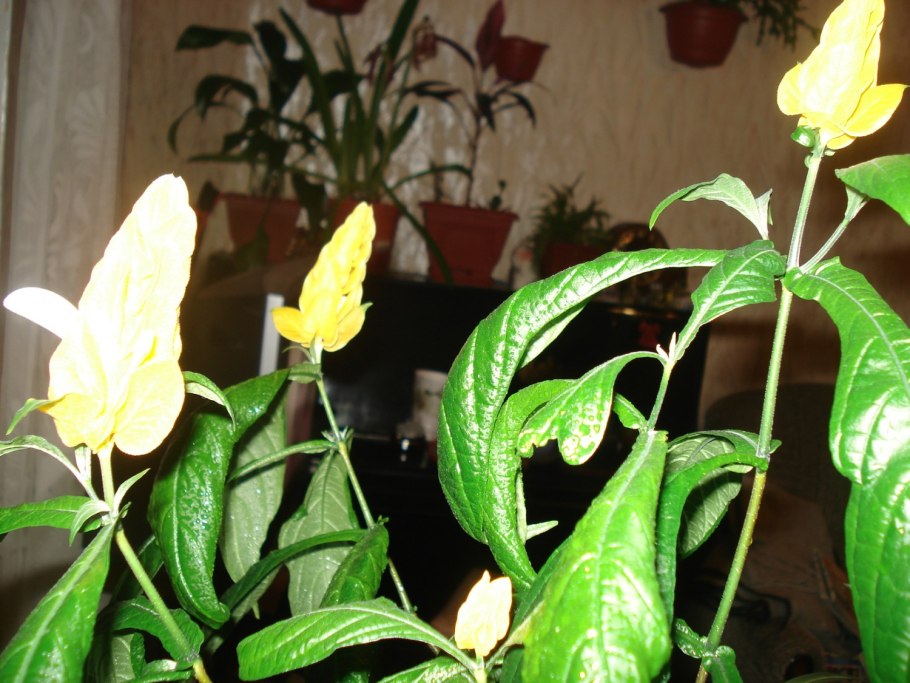 Паспорт на Пахистахис