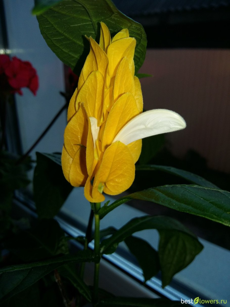 Пахистахис Кассандра