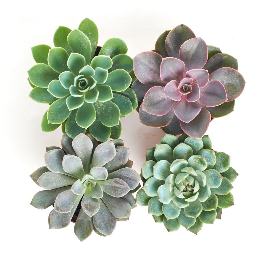 Рюкзак "EASYLINE. Succulents"
