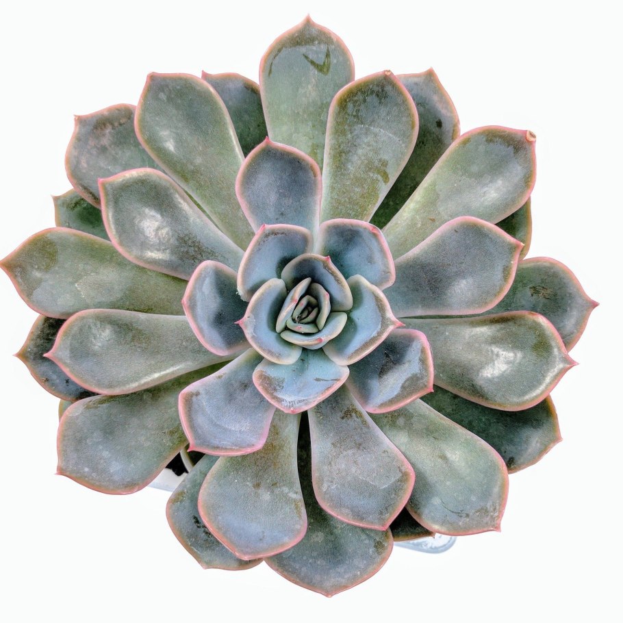 Эхеверия Орион Echeveria Orion