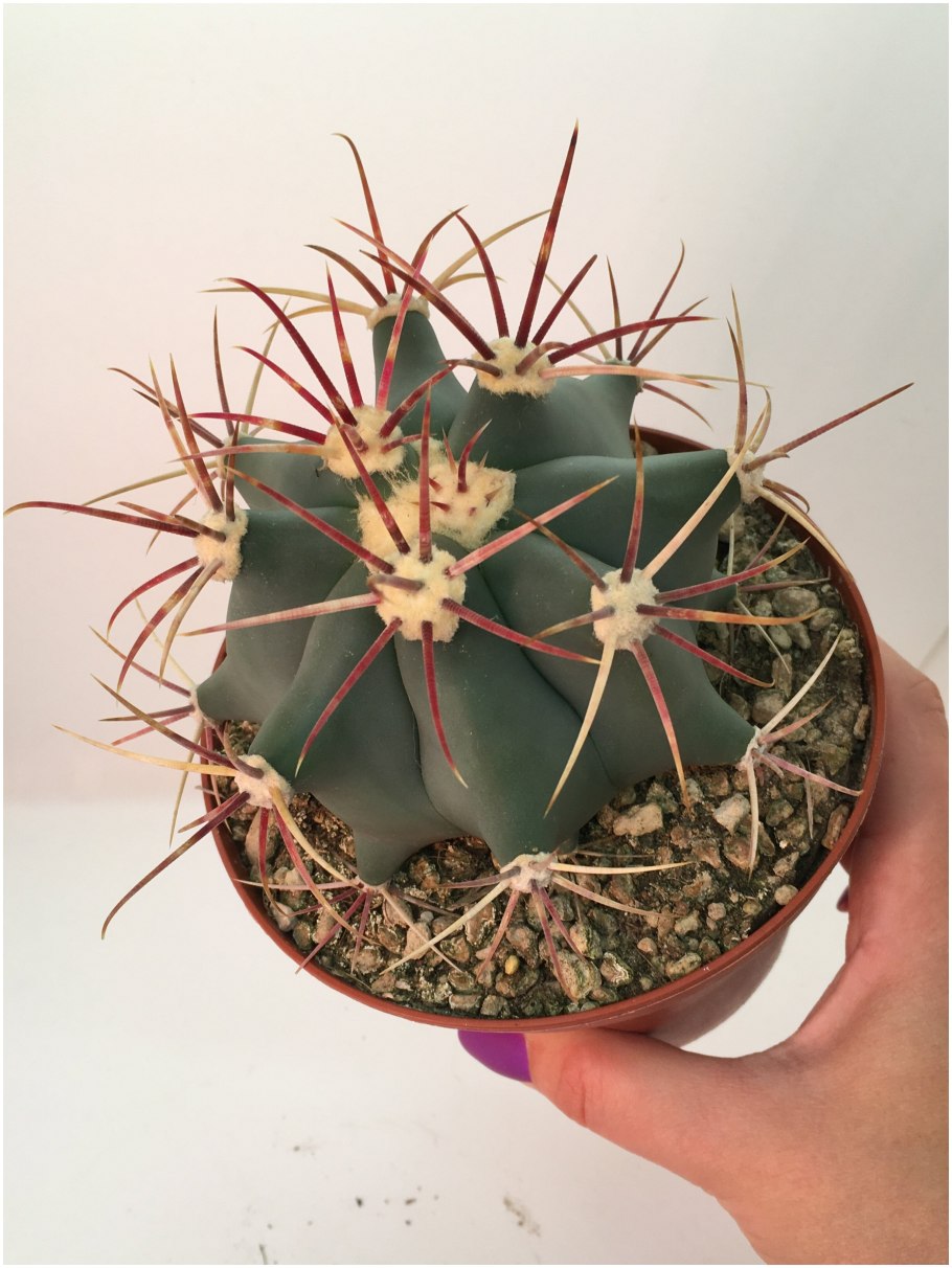 Ферокактус пурпуровый