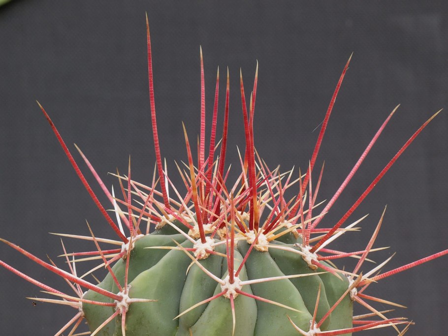 Ferocactus viridescens