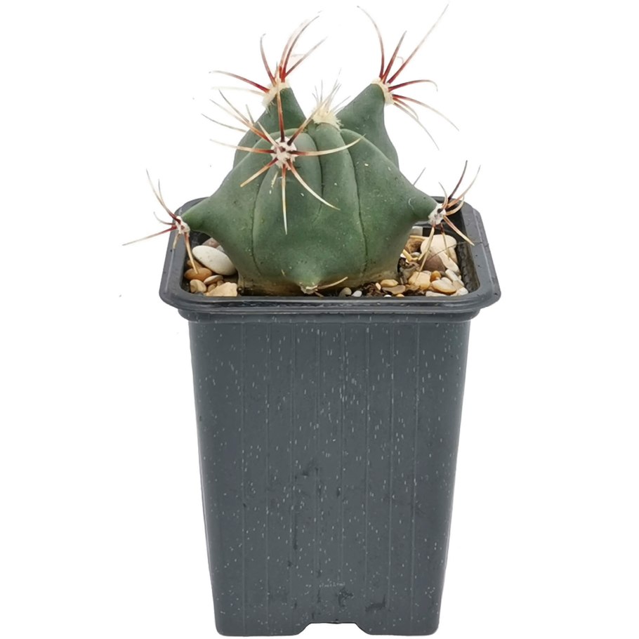 Ferocactus emoryi sb1637