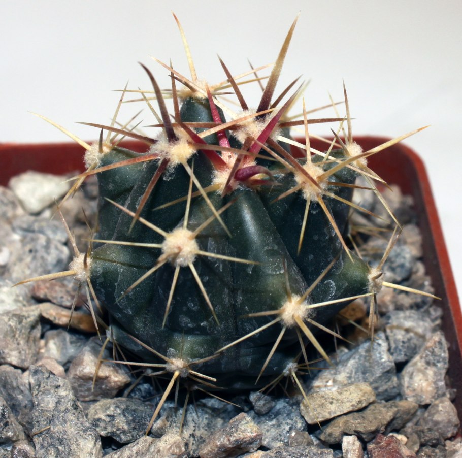 Ферокактус широкоиглый