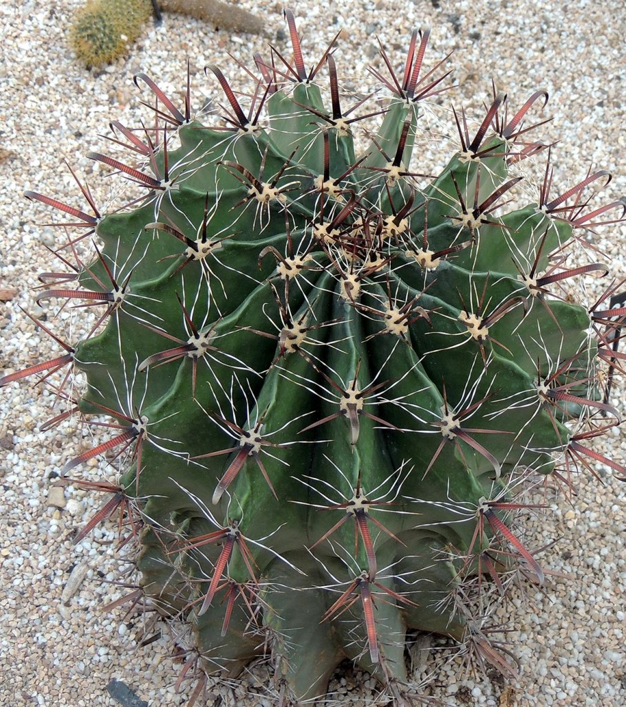 Ferocactus pottsii