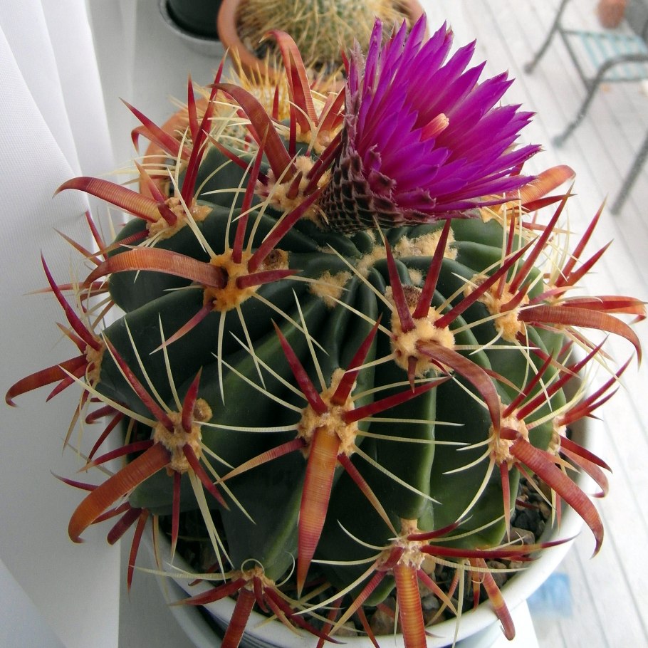 Ферокактус хорридус