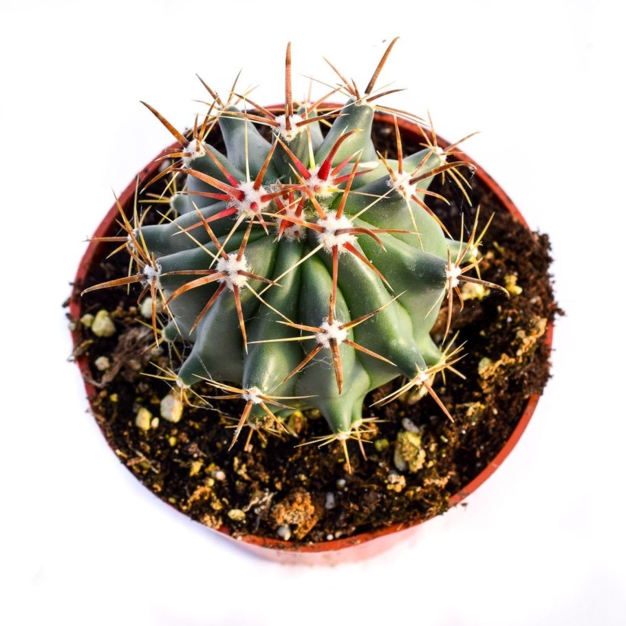 Ferocactus pringlei