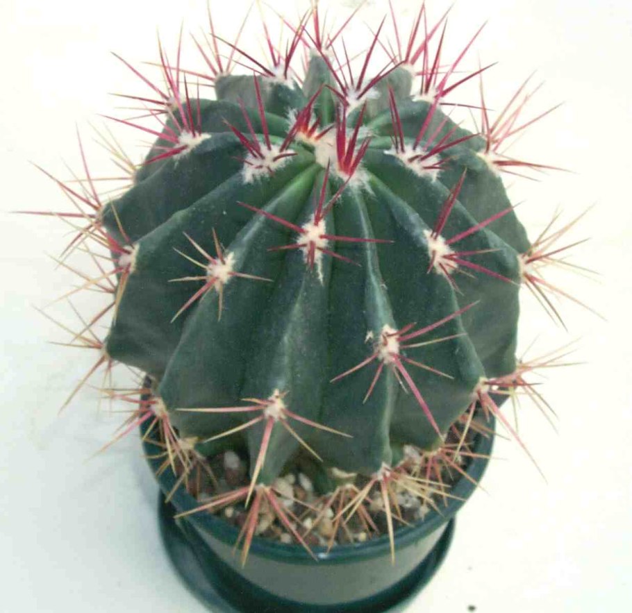 Ферокактус латиспинус