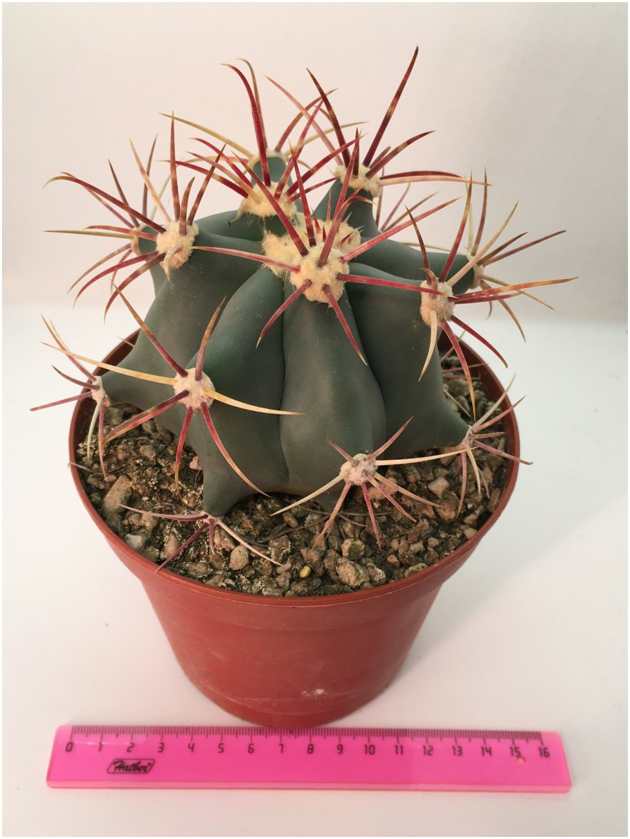 Ферокактус rectispinus