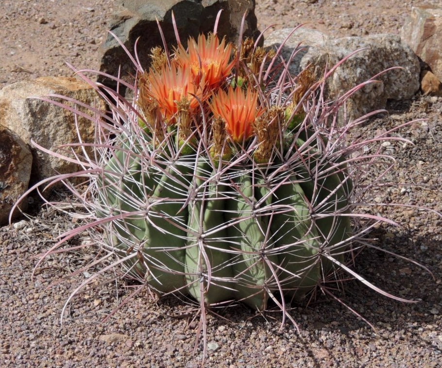 Ферокактус латиспинус