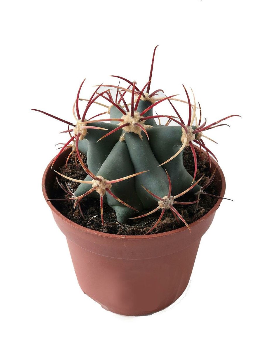 Ferocactus viridescens Rus 157