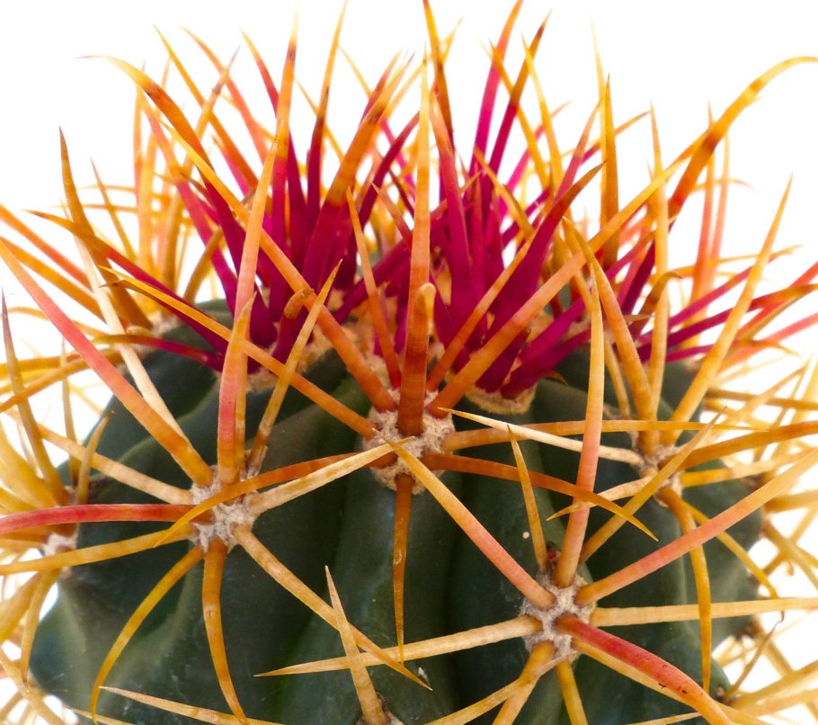 Ferocactus emoryi
