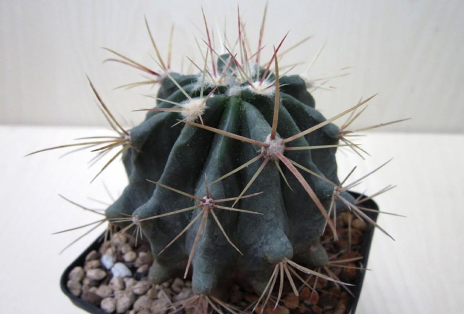 Ферокактус хорридус