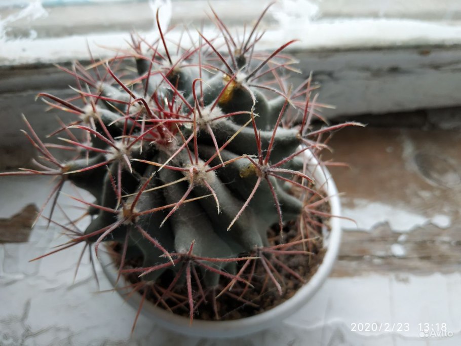 Ferocactus rectispinus