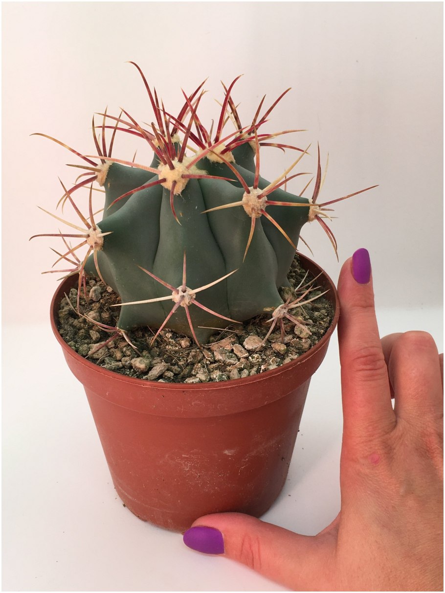 Ферокактус широкоиглый