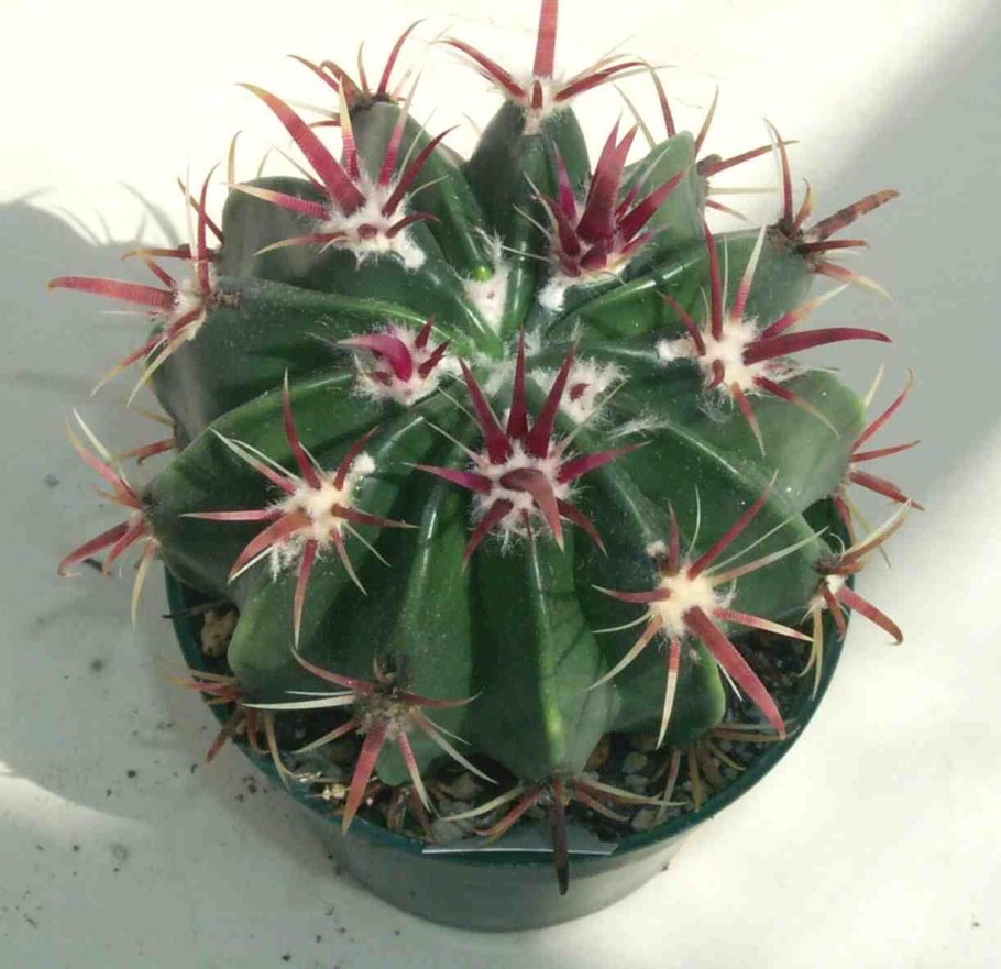 Ferocactus peninsulae