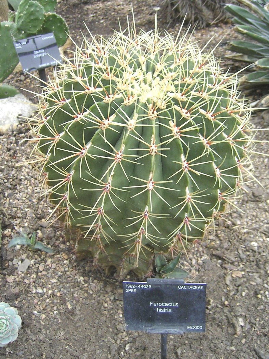 Flowers of Ferocactus
