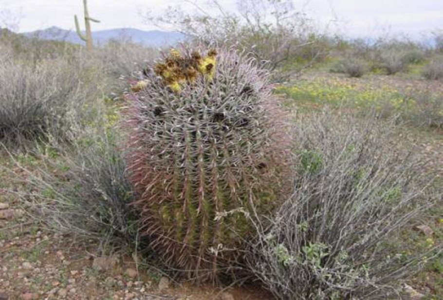 Ферокактус (Ferocactus)