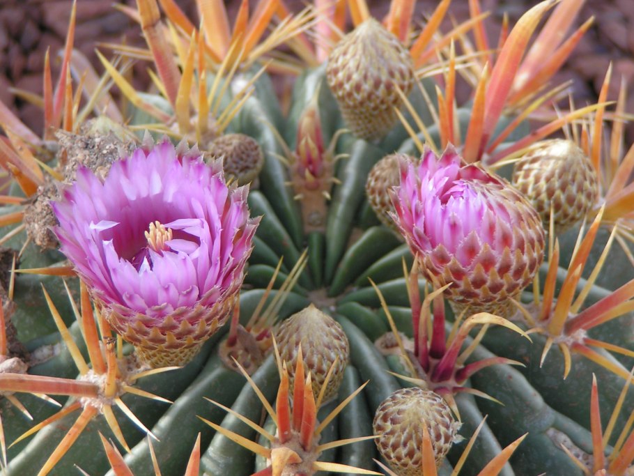Ферокактус (Ferocactus emoryi).