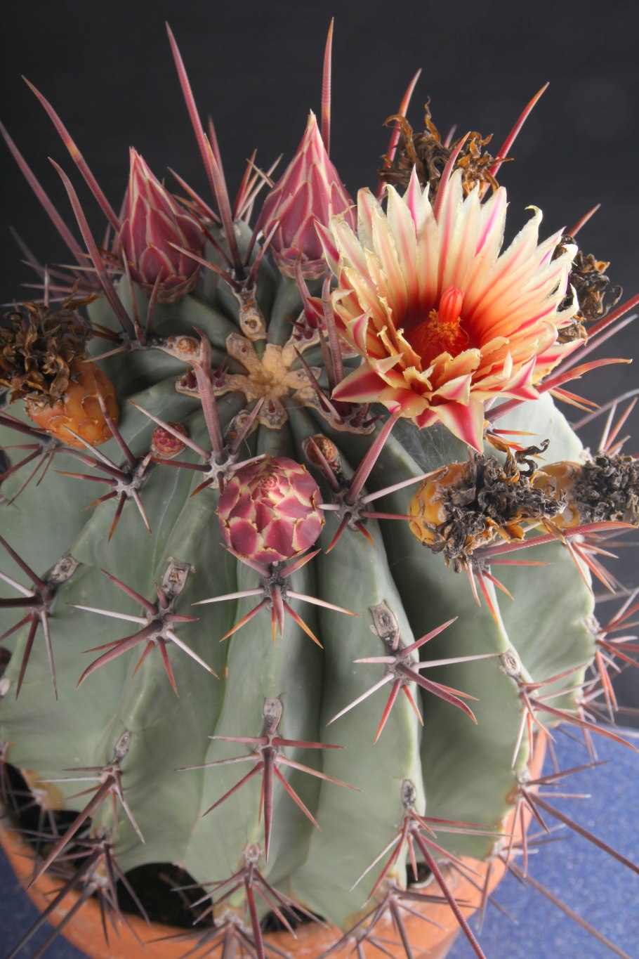 Ферокактус Хаматокактус