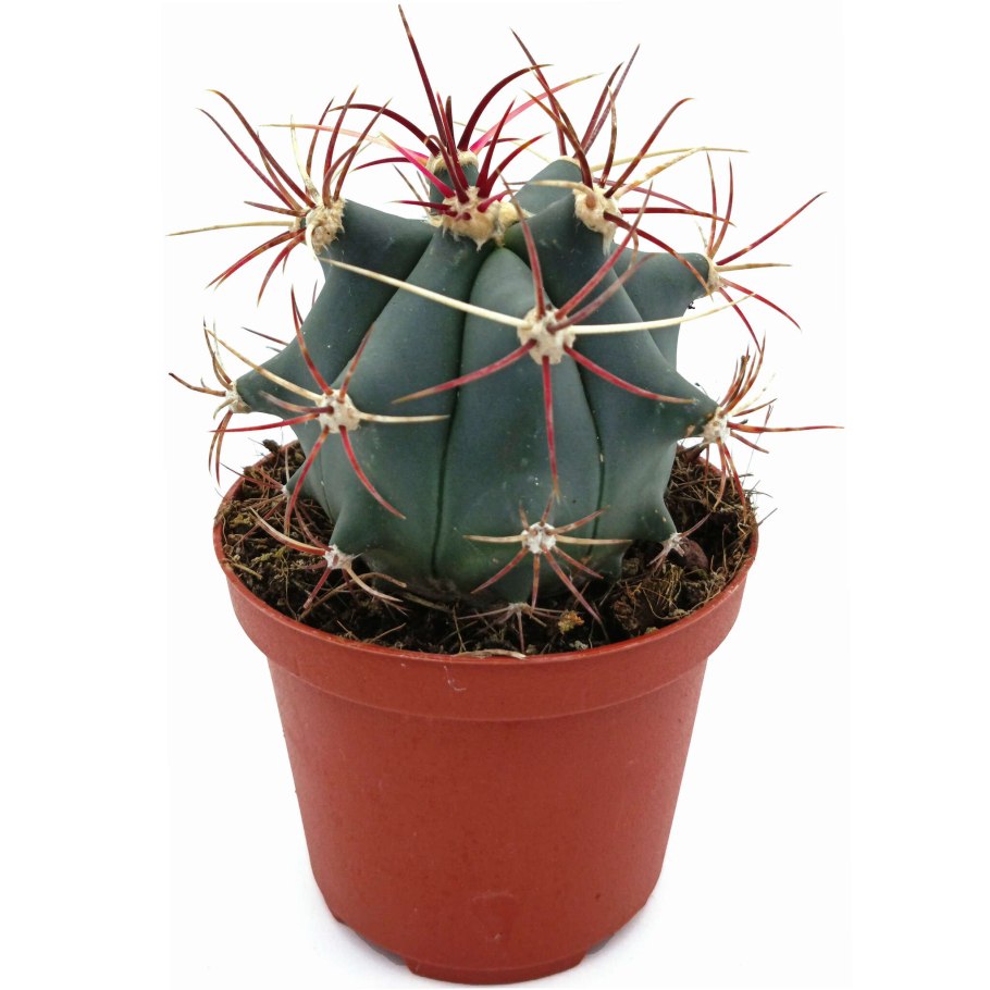 Ферокактус пурпуровый