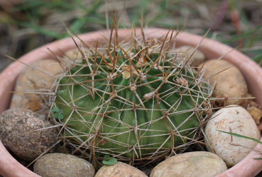 Ferocactus latispinus