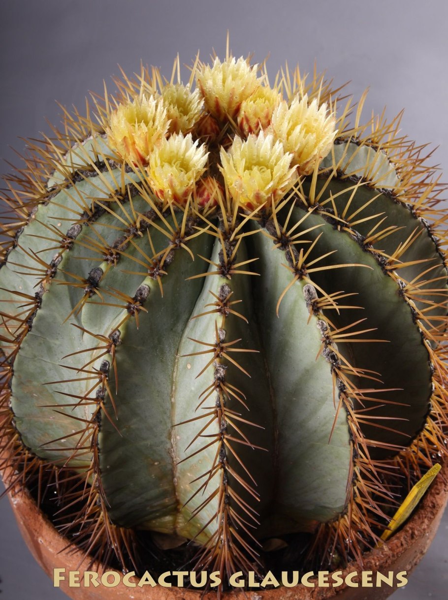 Ferocactus gracilis