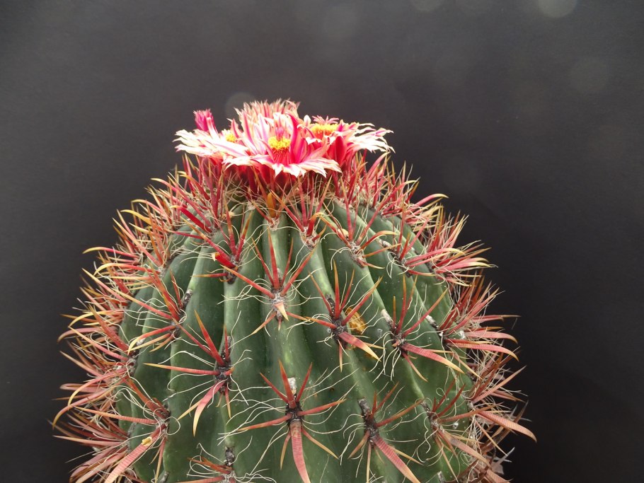 Ferocactus latispinus