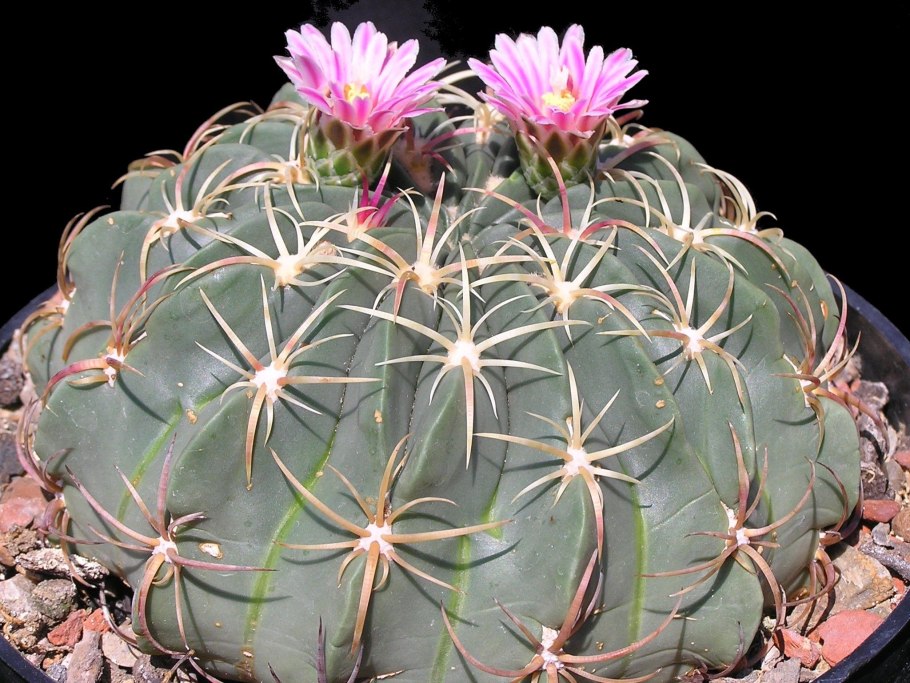 Ferocactus rectispinus