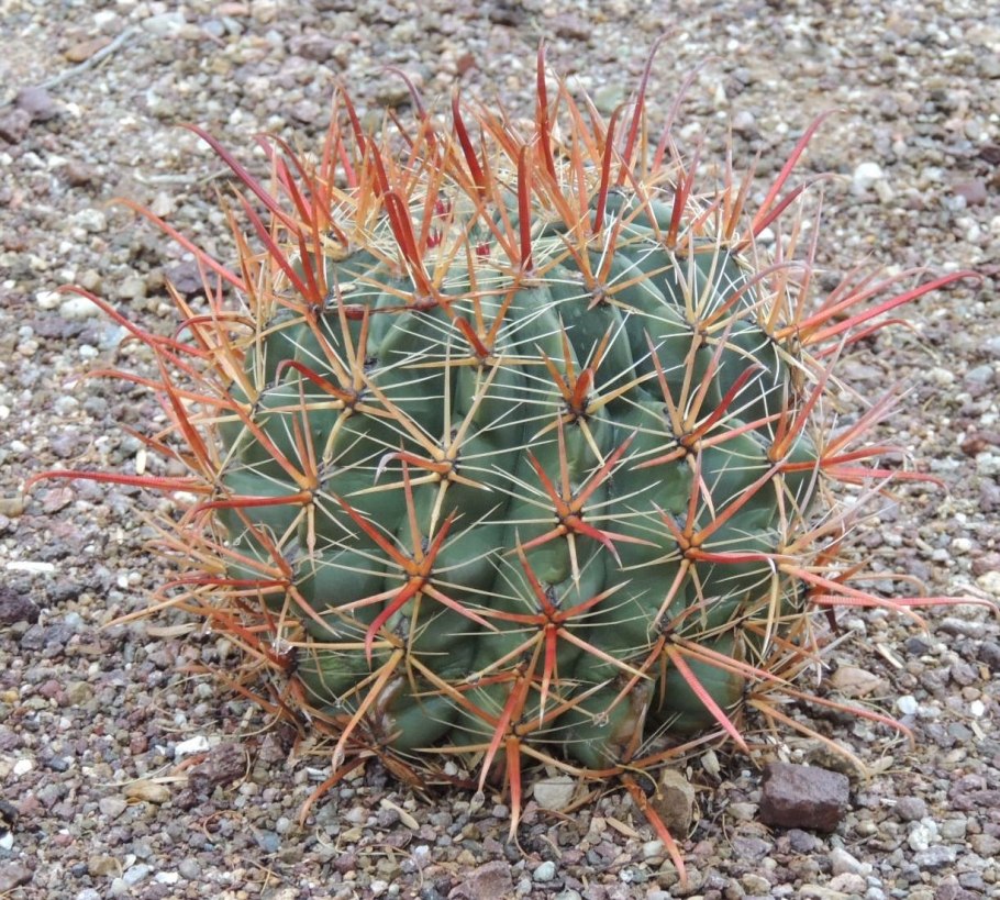 Ferocactus herrerae