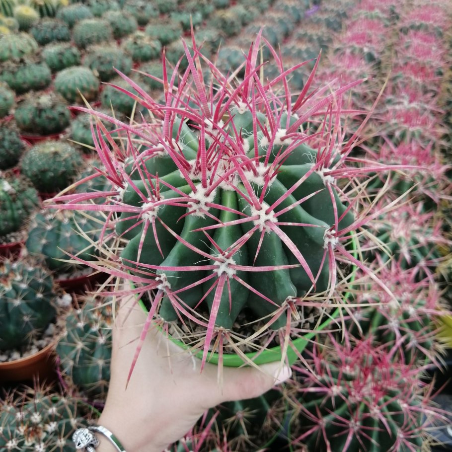 Ферокактус широкоиглый