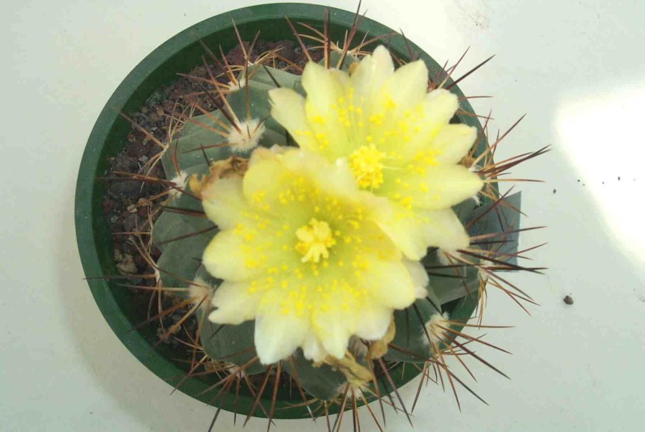 Ферокактус Пилозус