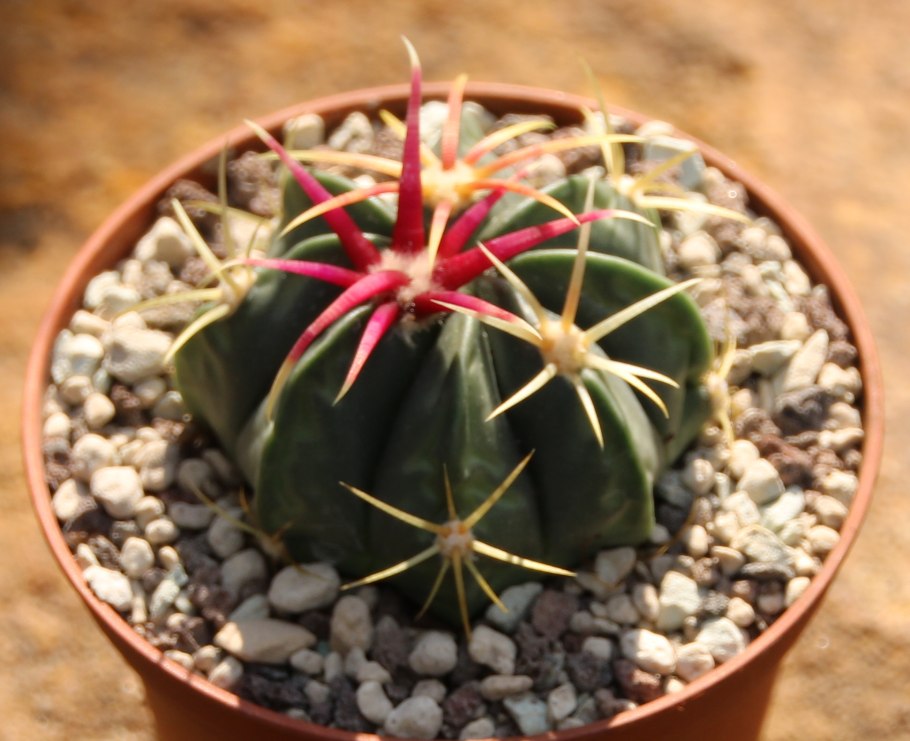 Ferocactus glaucescens