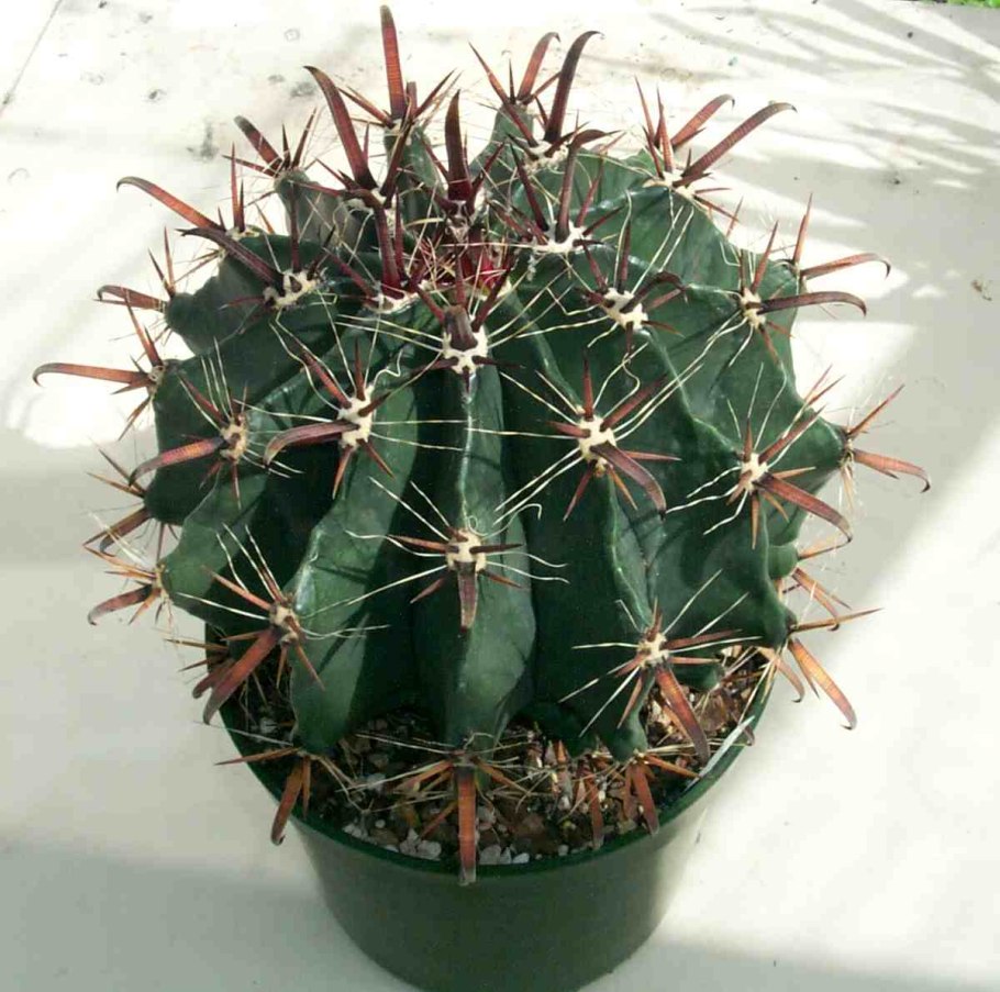 Ферокактус джонсанианус