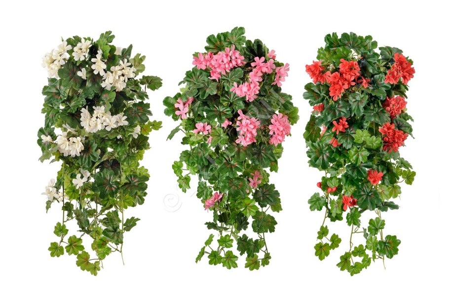 Пеларгония ампельная