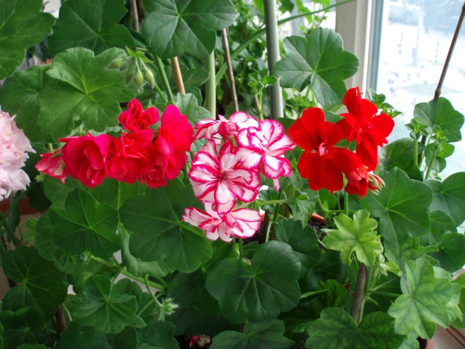Пеларгония мелкоцветковая ампельная