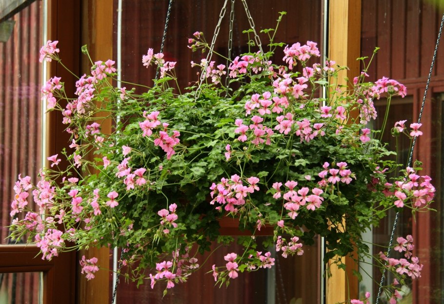 Герань плющевидная ампельная