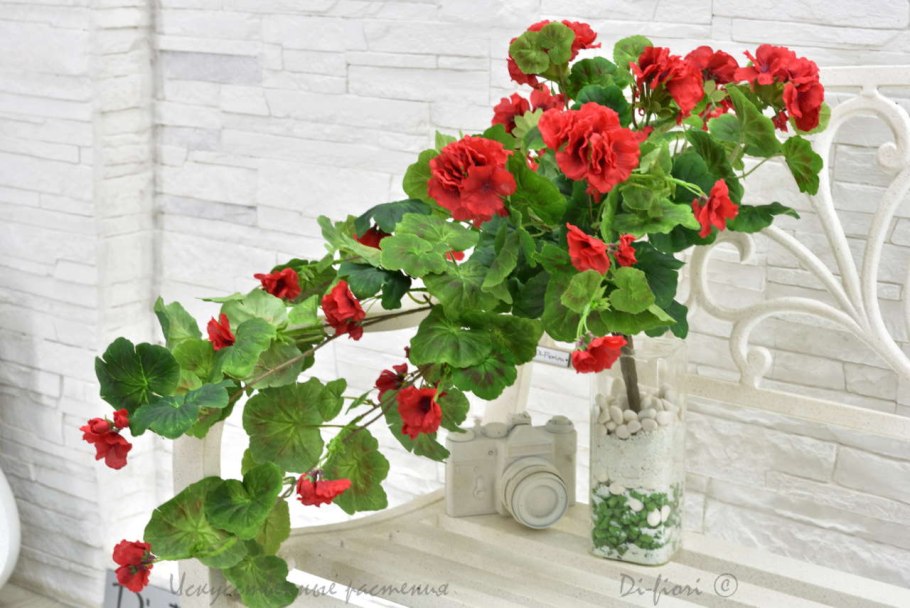 Герань вьющаяся ампельная