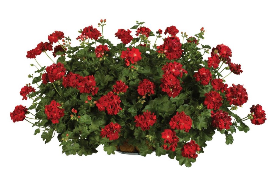 Плющевидная пеларгония