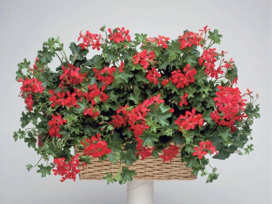 Пеларгония вьющаяся ампельная
