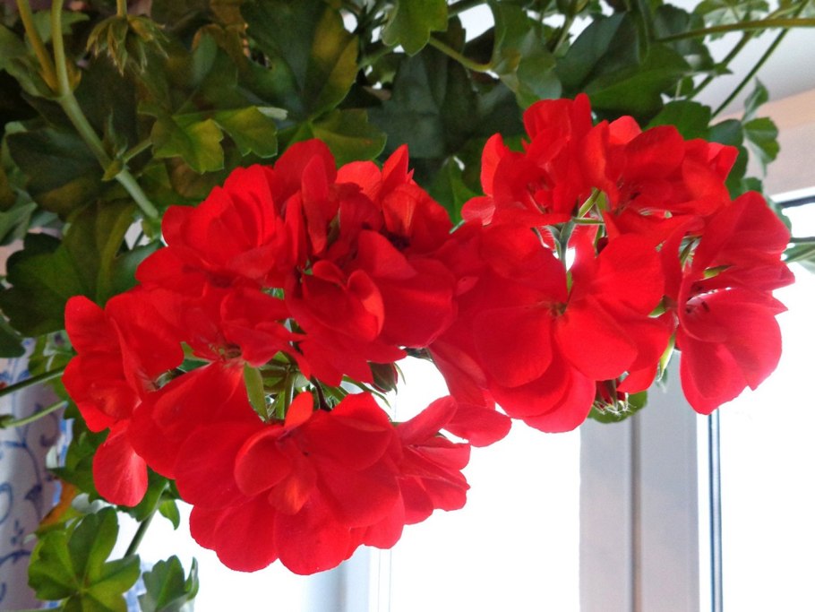 Пеларгония плющелистная ампельная