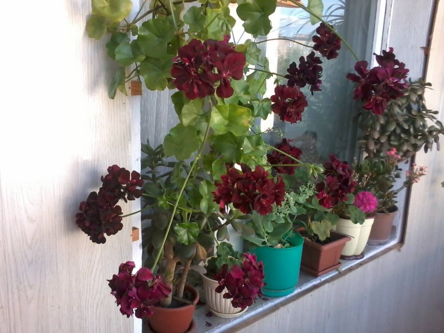 Пеларгония вьющаяся ампельная