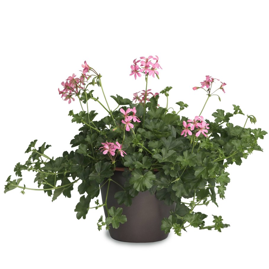 Герань плющелистная ампельная